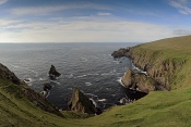 Hermaness. Ostov Unst. Shetlandy. Skotsko