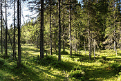 NP Skuleskogen. Švédsko