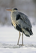 Volavka popelavá (Ardea cinerea) - Herálec (ČR)