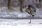 Volavka popelavá (Ardea cinerea) - Herálec (ČR)