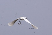 Volavka stříbřitá (Egretta garzetta). Camarque. Francie