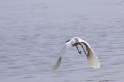 Volavka stříbřitá (Egretta garzetta). Camarque. Francie