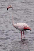 Plameňák růžový (Phoenicopterus  ruber). Camarque. Francie