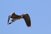 Volavka popelavá (Ardea cinerea). Camarque. Francie
