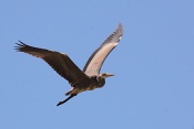 Volavka popelavá (Ardea cinerea). Camarque. Francie