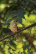 Pěnkava obecná (Fringilla coelebs). Pont d'Arc. Francie