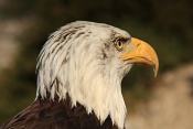 Orel bělohlavý (Haliaeetus leucocephalus). Hrad Peyrepertuse. Francie