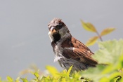 Vrabec domácí (Passer domesticus).  Lindau. Bodensee. Německo
