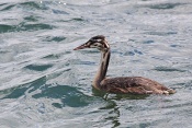 Potápka roháč (Podiceps cristatus). Lindau. Bodensee. Německo