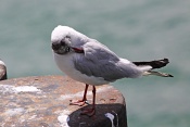 Racek chechtavý (Larus ridibundus). Lindau. Bodensee. Německo