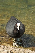 Lyska černá ((Fulica atra). Lindau. Bodensee. Německo