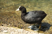 Lyska černá ((Fulica atra). Lindau. Bodensee. Německo