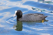 Lyska černá ((Fulica atra). Lindau. Bodensee. Německo