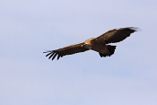 Sup bělohlavý (Gyps fulvus). Kaňon řeky Verdon. Francie