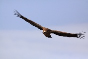 Sup bělohlavý (Gyps fulvus). Kaňon řeky Verdon. Francie
