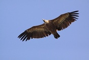 Sup bělohlavý (Gyps fulvus). Kaňon řeky Verdon. Francie