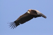 Sup bělohlavý (Gyps fulvus). Kaňon řeky Verdon. Francie
