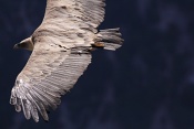 Sup bělohlavý (Gyps fulvus). Kaňon řeky Verdon. Francie