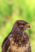 Káně lesní (Buteo buteo). Eze. Francie