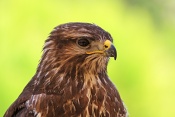 Káně lesní (Buteo buteo). Eze. Francie