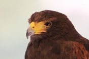Káně Harrisovo (Parabuteo unicinctus). Eze. Francie
