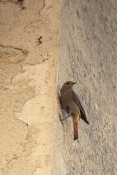 Rehek domácí ♀  (Phoenicurus ochruros). L´ Épine. Francie