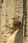 Rehek domácí ♀  (Phoenicurus ochruros). L´ Épine. Franc