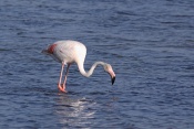 Plameňák růžový (Phoenicopterus  ruber). Camarque. Francie