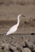 Volavka stříbřitá (Egretta garzetta). Camarque. Francie