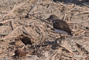 Pisík obecný (Actitis hypoleucos) . Camarque. Francie