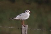 Racek chechtavý juv. (Chroicocephalus ridibundus). Camarque. Francie