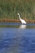 Volavka bílá (Ardea alba). Camarque. Francie