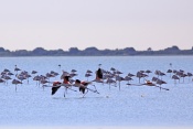Plameňák růžový (Phoenicopterus  ruber). Camarque. Francie