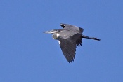 Volavka popelavá (Ardea cinerea). Camarque. Francie