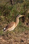 Volavka vlasatá (Ardeola ralloides). Camarque. Francie