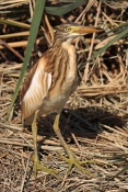 Volavka vlasatá (Ardeola ralloides). Camarque. Francie