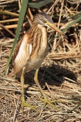 Volavka vlasatá (Ardeola ralloides). Camarque. Francie