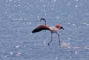Plameňák růžový (Phoenicopterus  ruber). Camarque. Francie
