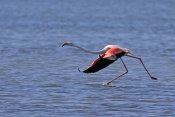Plameňák růžový (Phoenicopterus  ruber). Camarque. Francie
