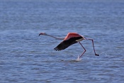 Plameňák růžový (Phoenicopterus  ruber). Camarque. Francie