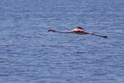 Plameňák růžový (Phoenicopterus  ruber). Camarque. Francie