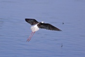 Pisila čáponohá (Himantopus himantopus). Camarque. Francie