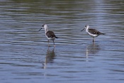 Pisila čáponohá (Himantopus himantopus). Camarque. Francie
