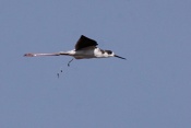 Pisila čáponohá (Himantopus himantopus). Camarque. Francie