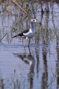 Pisila čáponohá (Himantopus himantopus). Camarque. Francie