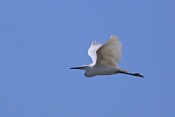 Volavka stříbřitá (Egretta garzetta). Camarque. Francie