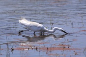 Volavka stříbřitá ( (Egretta garzetta). Camarque. Francie