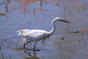 Volavka stříbřitá ( (Egretta garzetta). Camarque. Francie