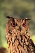 Výr velký (Bubo bubo). Eze. Francie