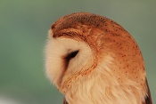 Sova pálená (Tyto alba). Eze. Francie